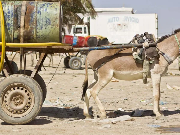 Donkey harnessed to cart