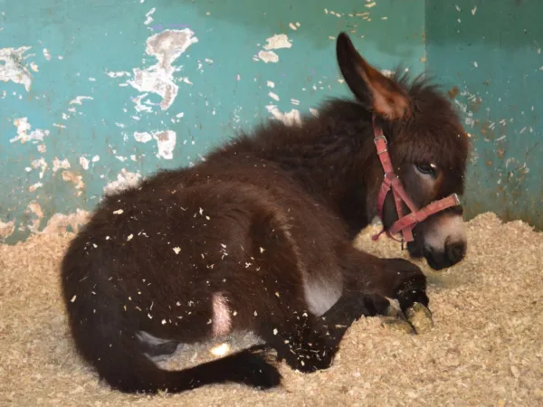 Donkey lying in sawdust