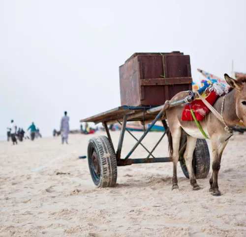 Donkey pulling a cart on barren landscape