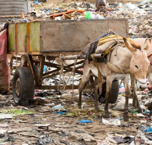 Donkeys pulling cart on rubbish dump