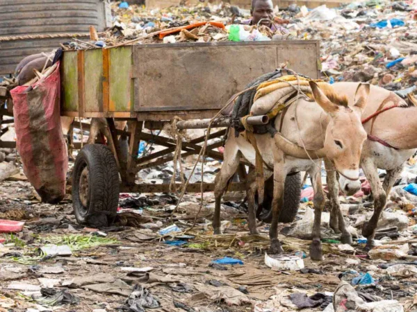 Donkeys pulling cart on rubbish dump