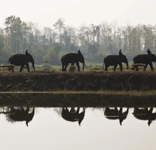 Elephants walking in a line next to river