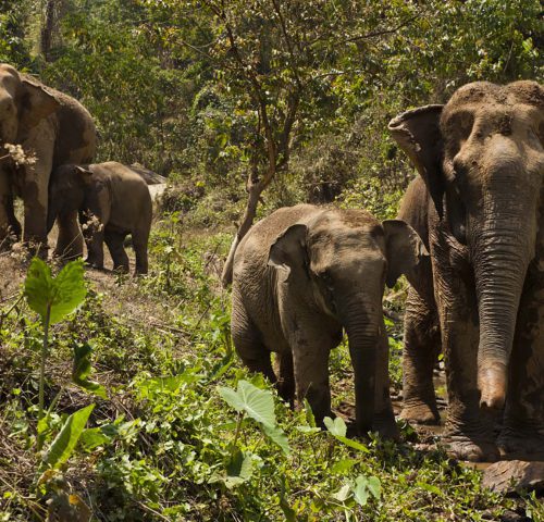 Elephants walking through jungle