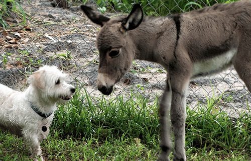 small donkey and small white dog