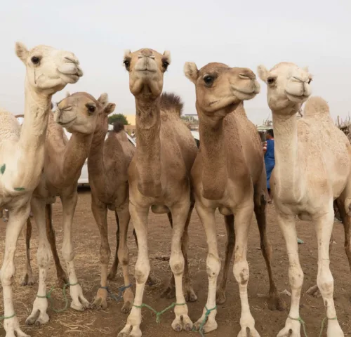 Group of camels