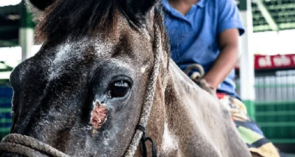 healing genaros summer sores