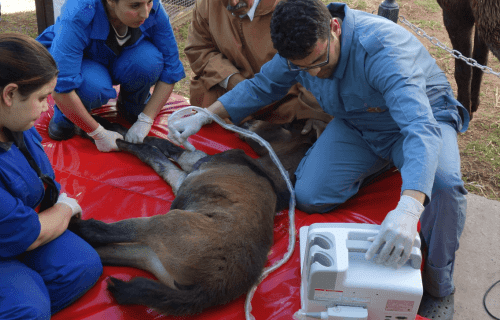 SPANA vets using ultrasound machine on foal
