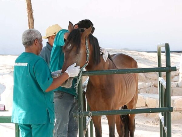 Horse being treated by vets