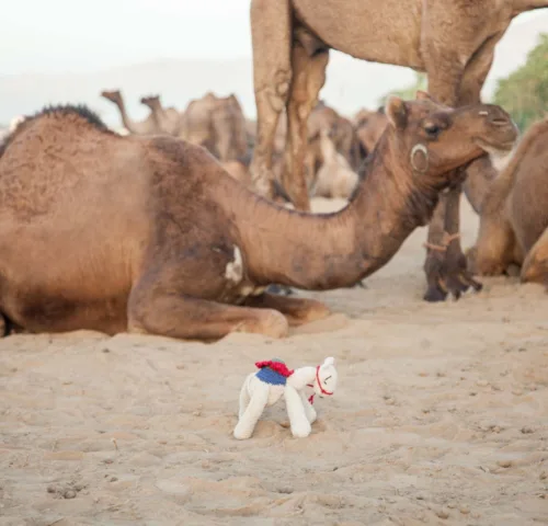 Knitted camel in desert next to real camels
