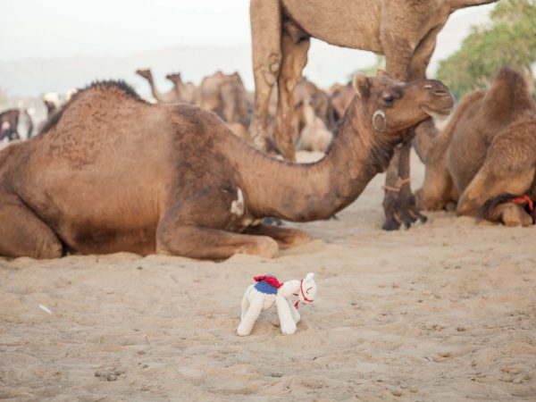 Knitted camel in desert next to real camels