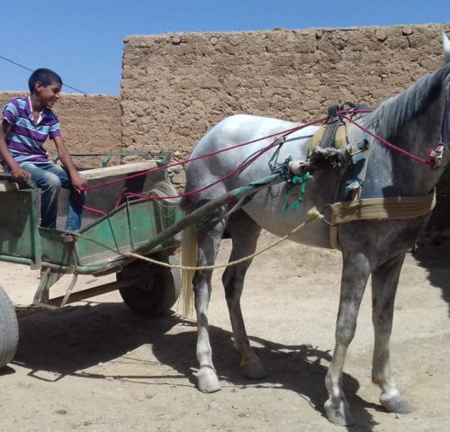 Mahdouda the horse pulling a cart where a happy kid smiles