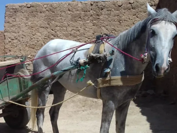 Mahdouda the horse pulling a cart where a happy kid smiles