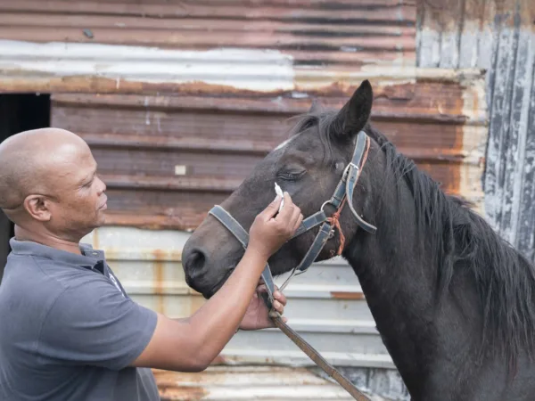 Vet treating horse's eye