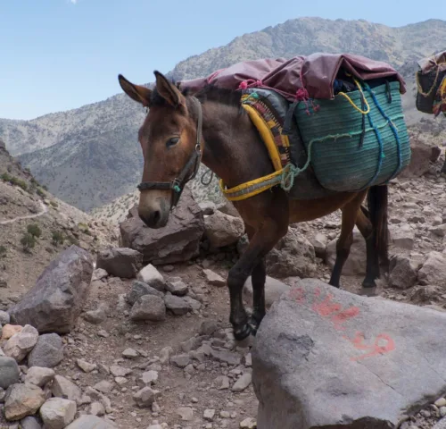 Mules walking on mountain