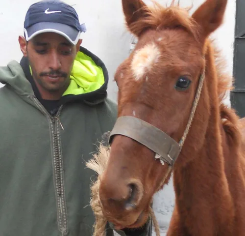 Man standing with horse