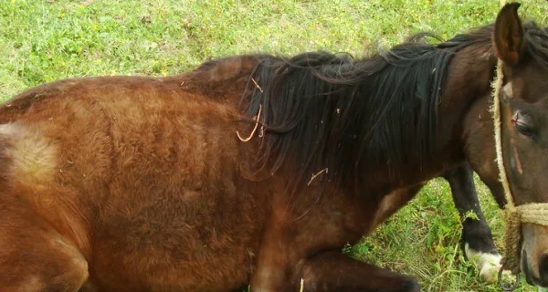 a horse lying on some grass