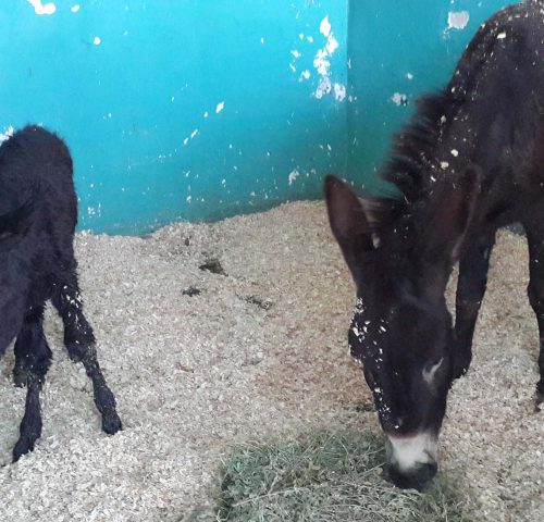 Donkey foal and donkey in stable
