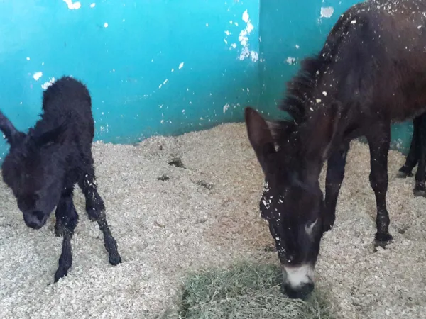 Donkey foal and donkey in stable