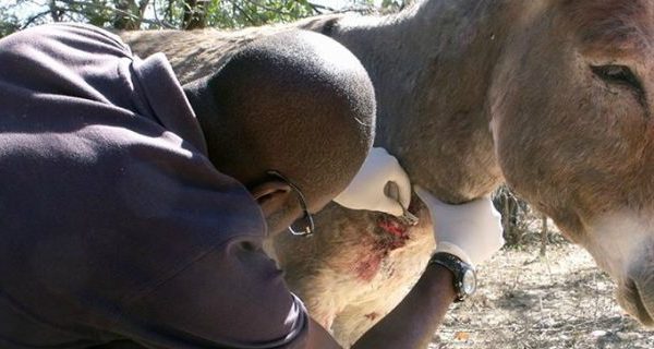 Treating donkeys wounds