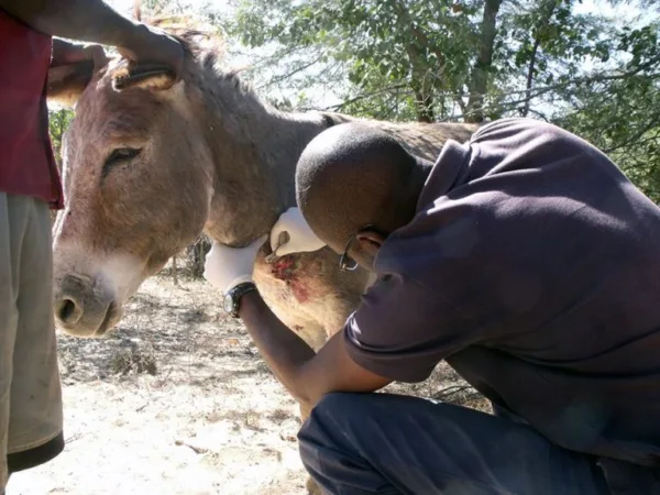 Treating donkeys wounds