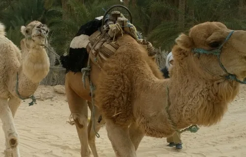 Two camels are leaded