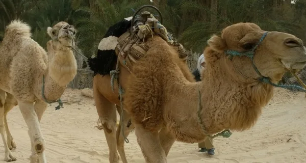 Two camels are leaded