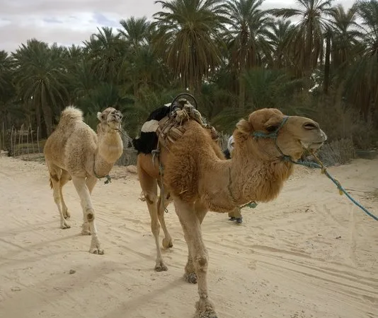 Two camels are leaded