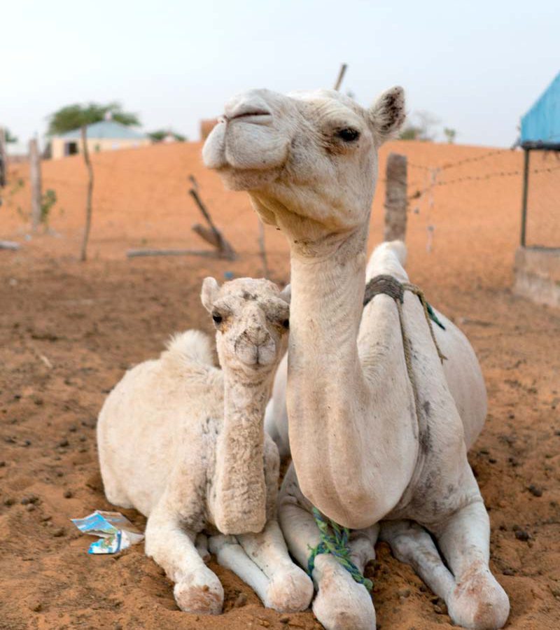 Two camels laying on the sand