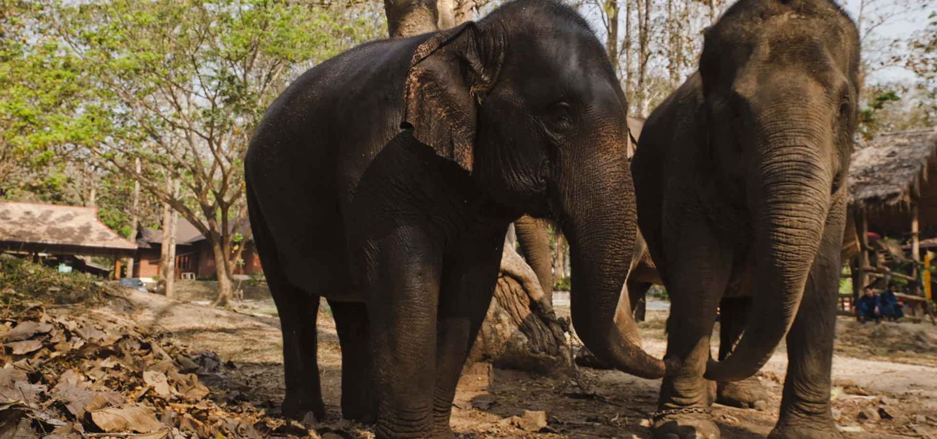 Two elephants standing next to each other