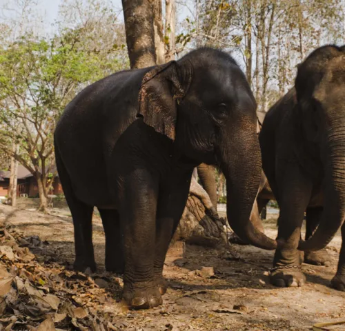 Two elephants standing next to each other