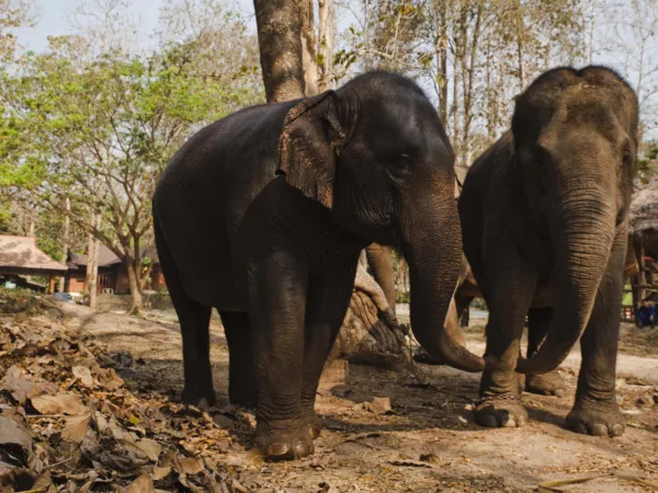 A lady stands in front of three camels in the Sahara Desert as she participates in a trek to raise funds for SPANA.