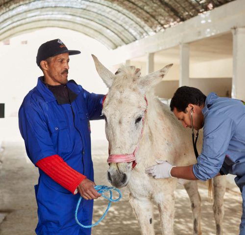 White mule being treated by two vets