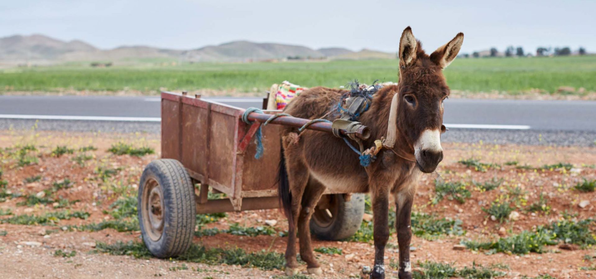 Brown donkey with cart on the side of the road