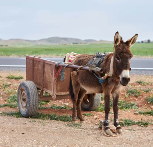 Brown donkey with cart on the side of the road
