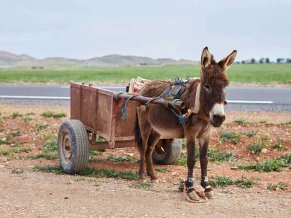 Brown donkey with cart on the side of the road