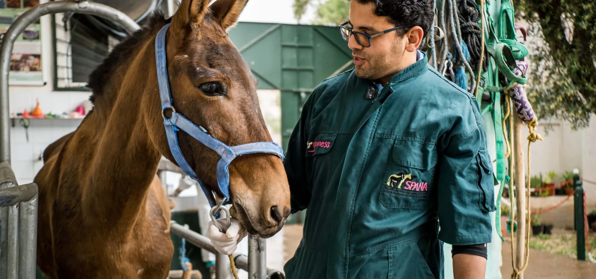 Brown horse with SPANA vet
