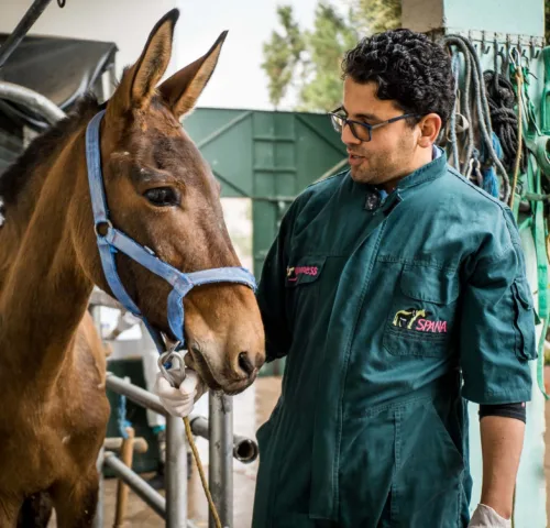 Brown horse with SPANA vet