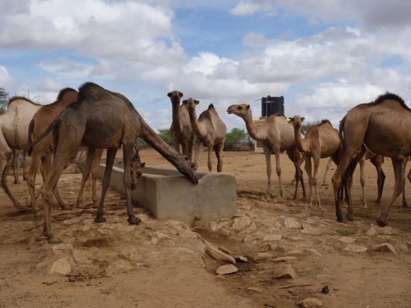 Camels in desert at water trough