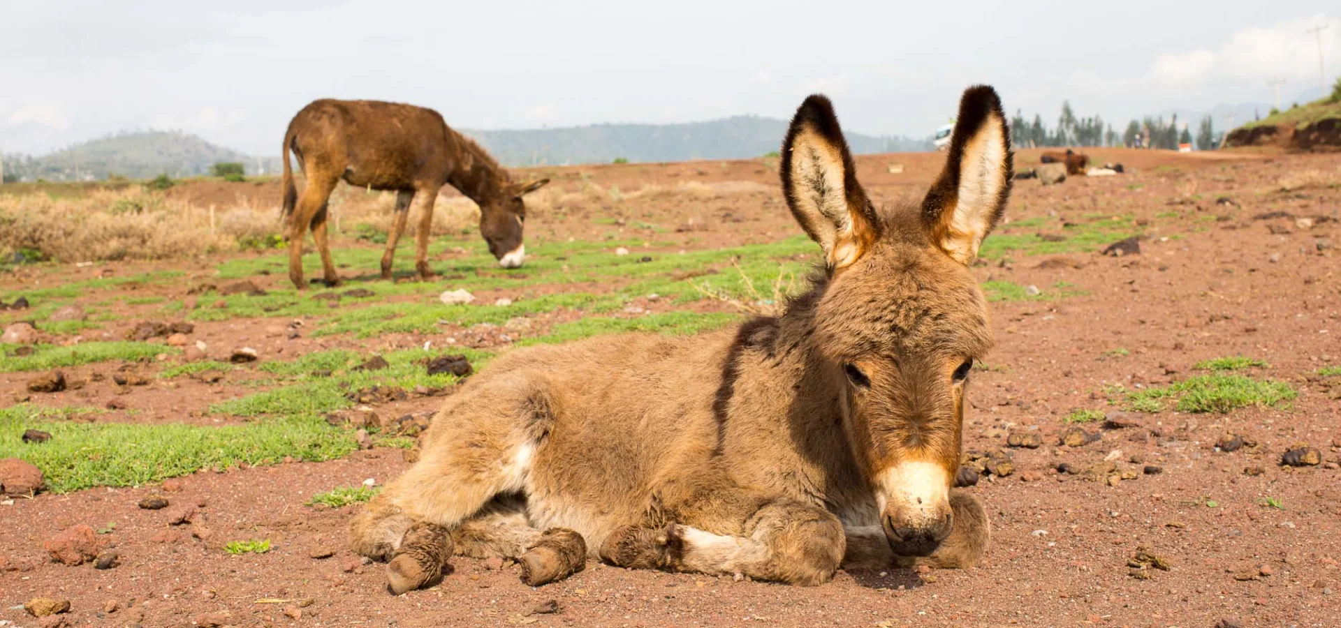 Donkey lying down in field