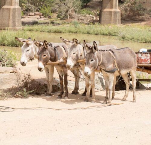 Four donkeys attached to cart by river