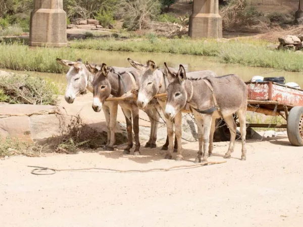 Four donkeys attached to cart by river