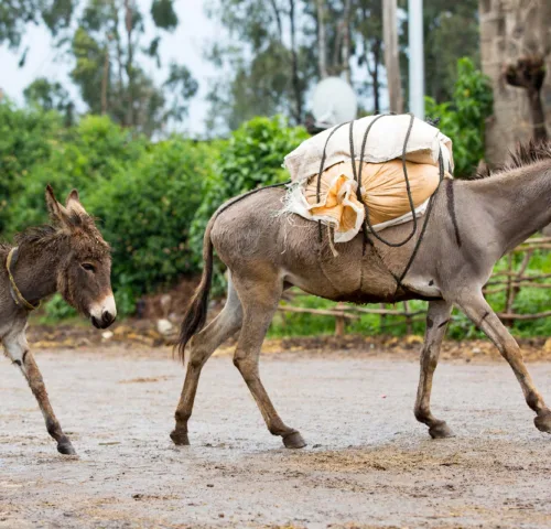 Two donkeys crossing a road