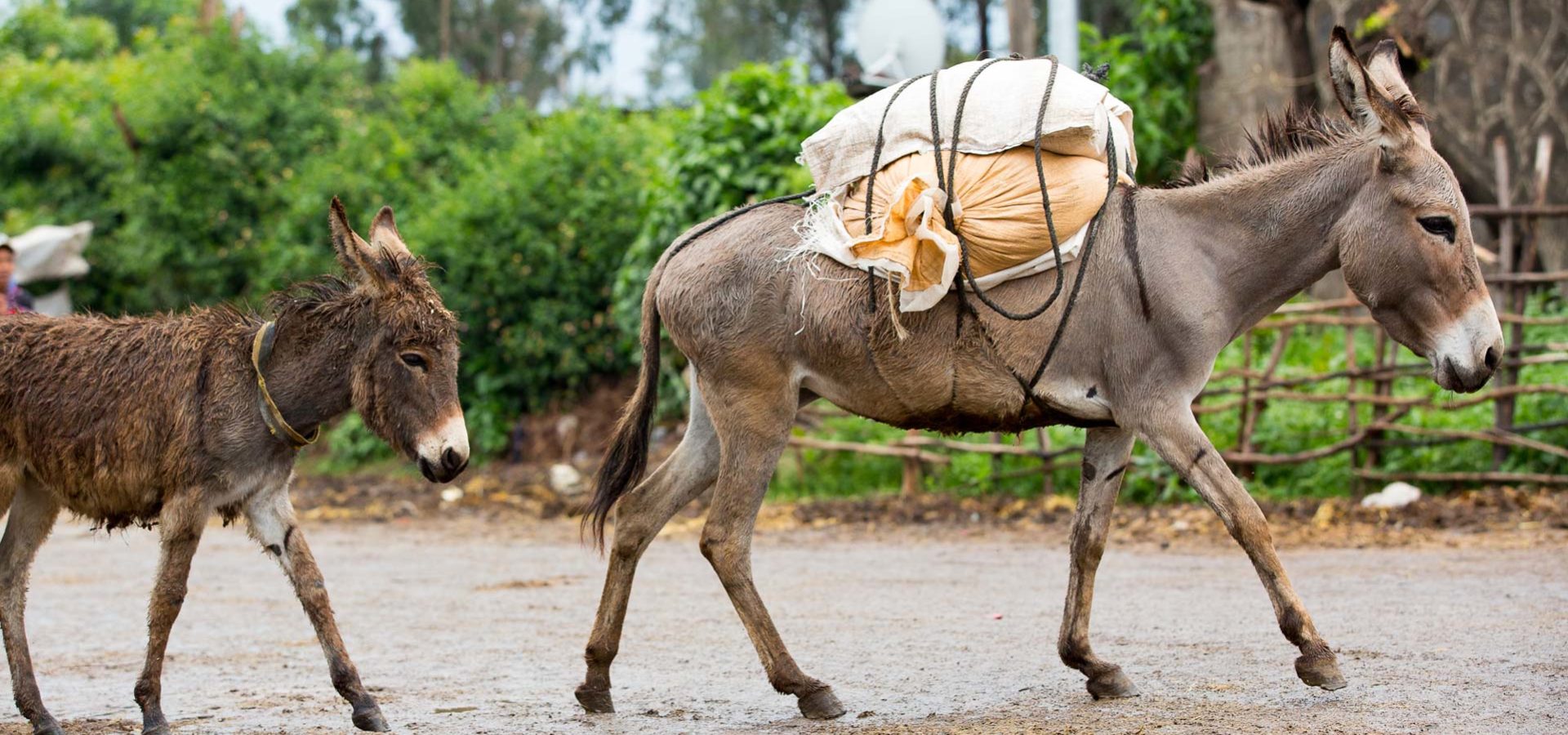 Gallery Photos of "Two Donkeys On The Stony Road" .