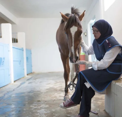 Horse standing next to woman sitting