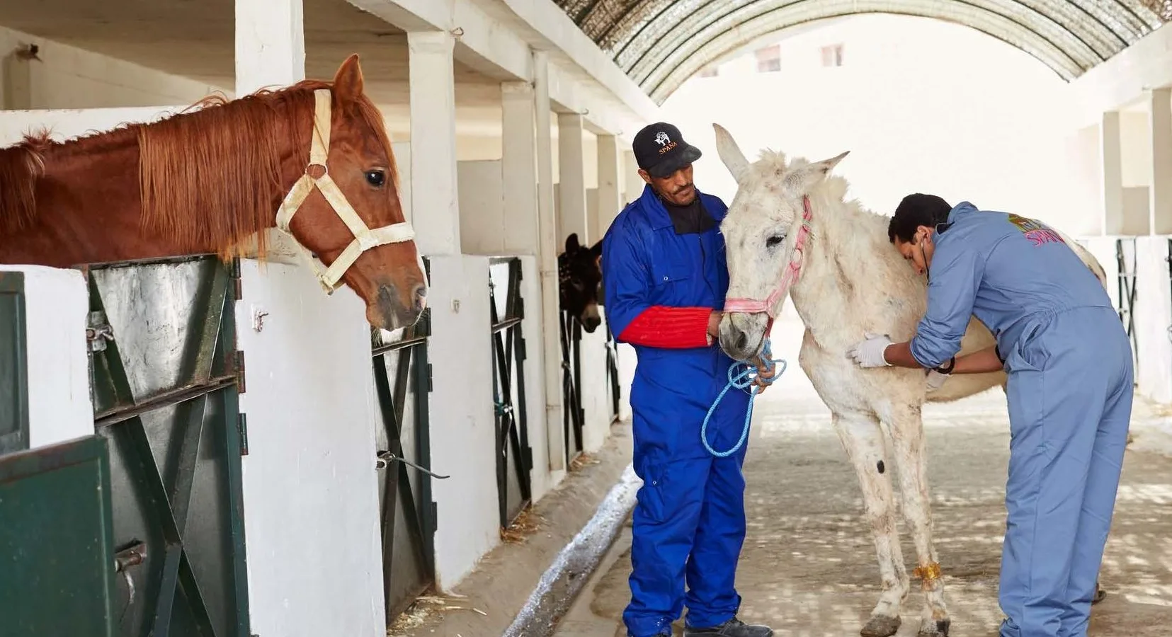 Vets treating white mule in stable