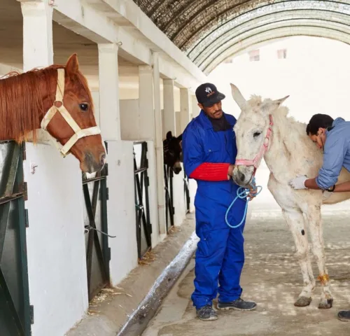Vets treating white mule in stable