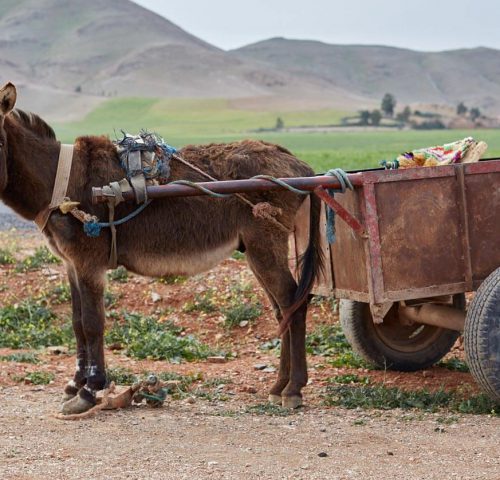 a donkey pulling a cart in morocco