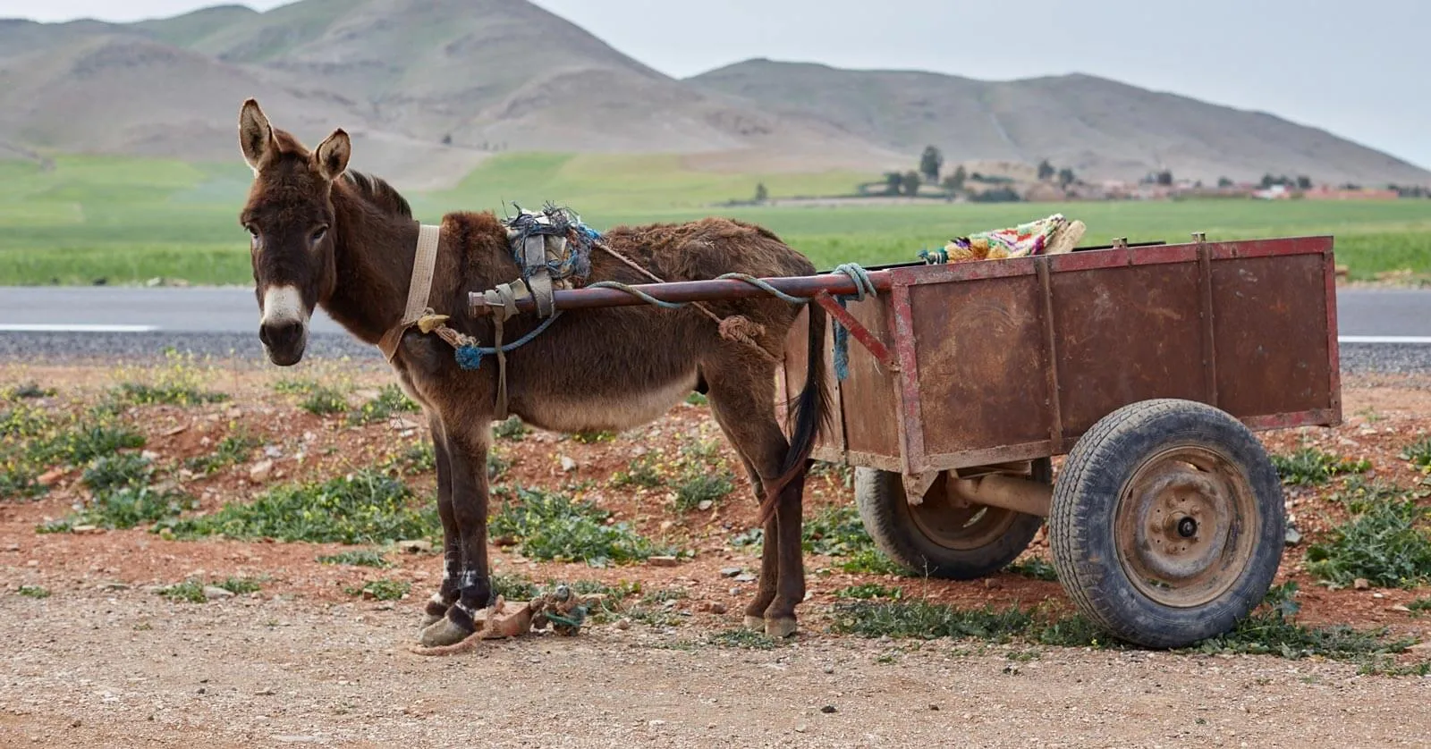 a donkey pulling a cart in morocco