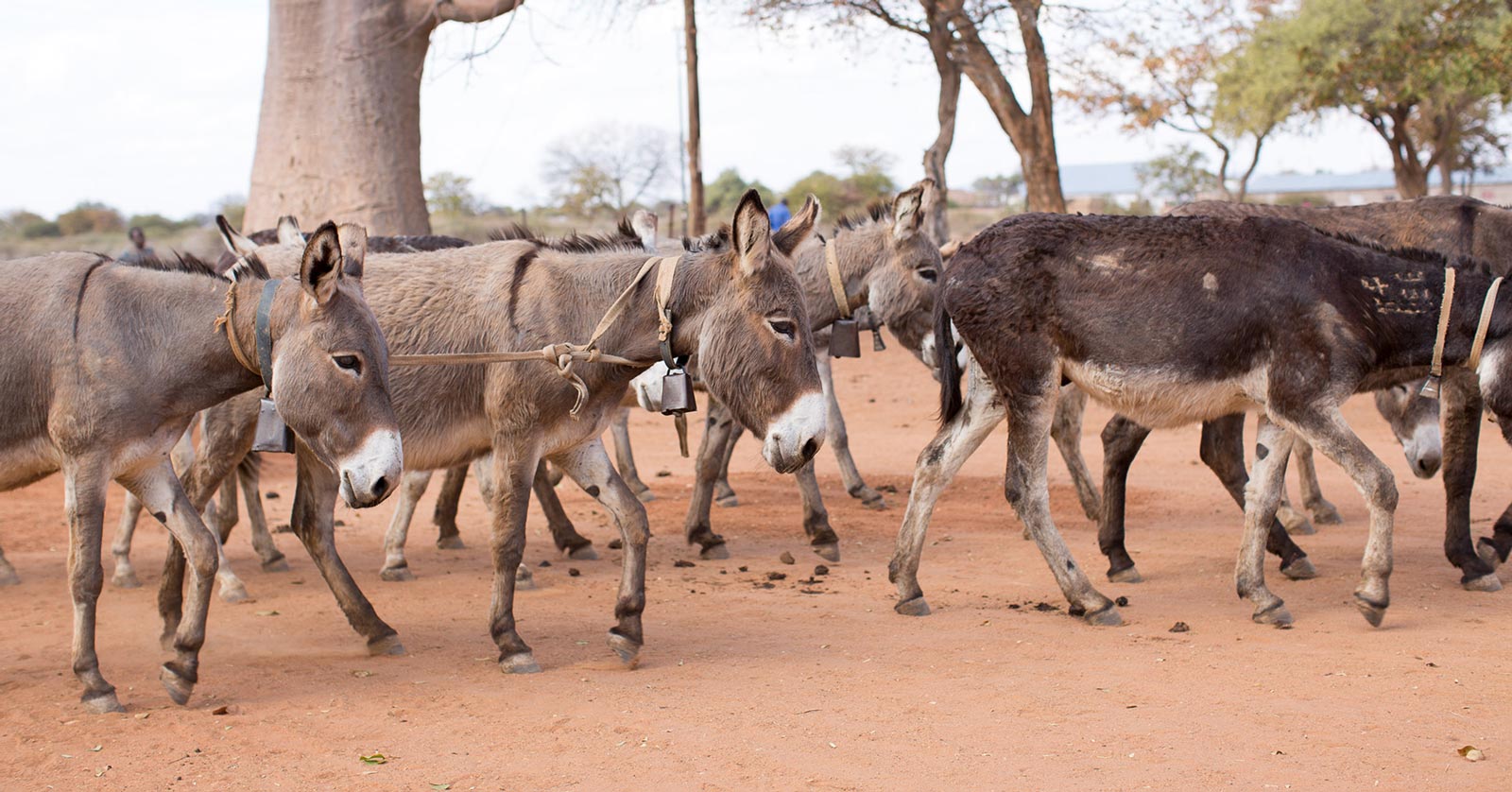 a group of donkeys walking together