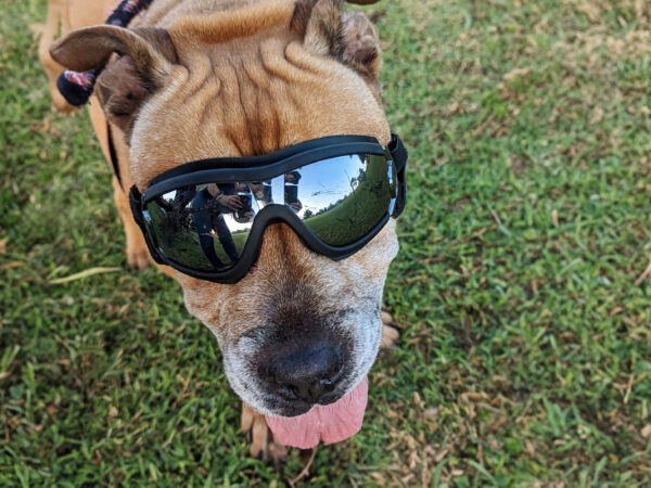 A dog wearing sunglasses smiling happily at the camera. A donation was made to SPANA in memory of Dozer the dog.